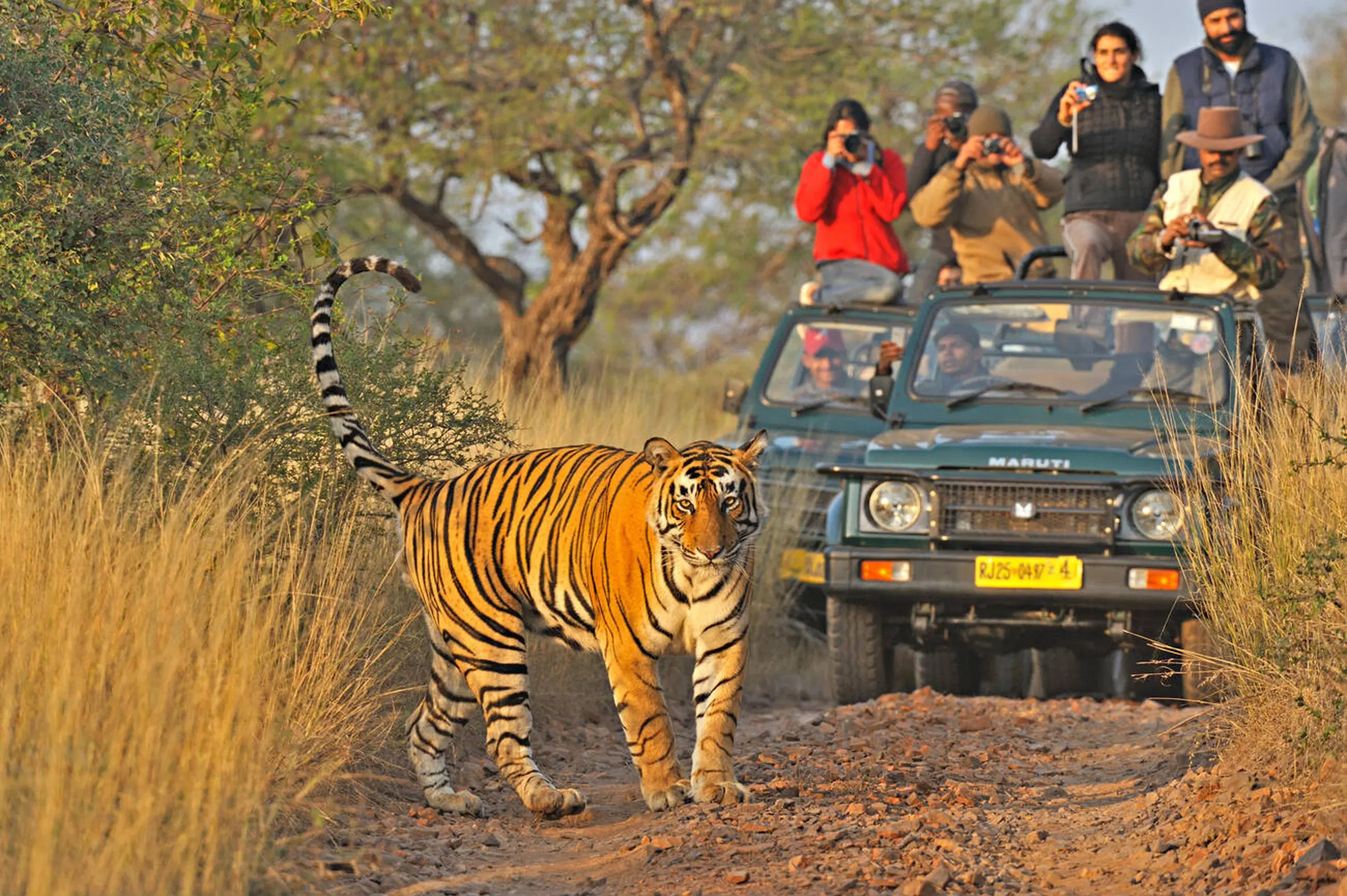 Safari Package 1
