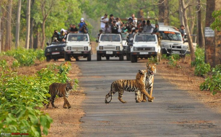 Safari Package 4
