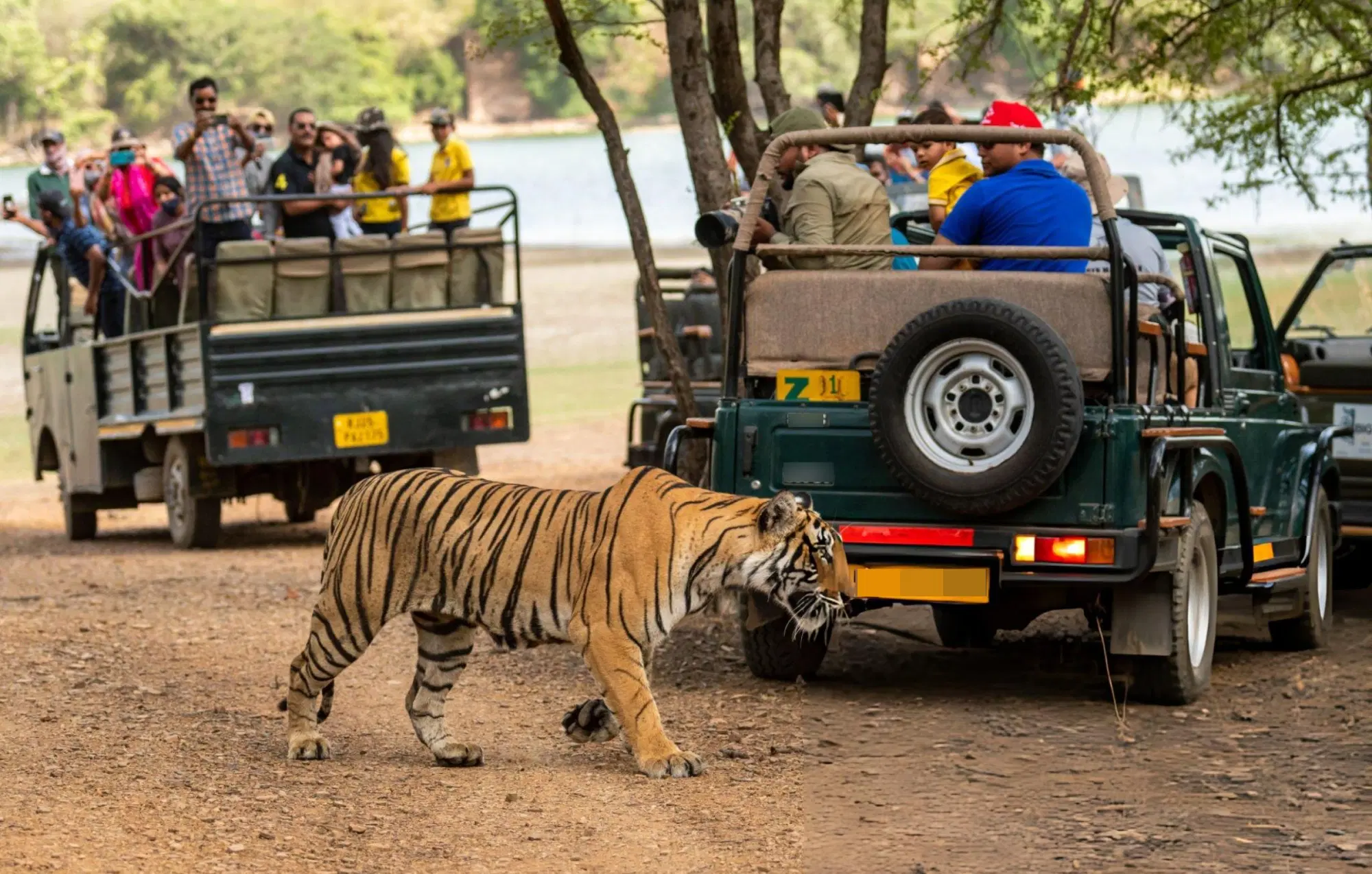 Safari Package 3